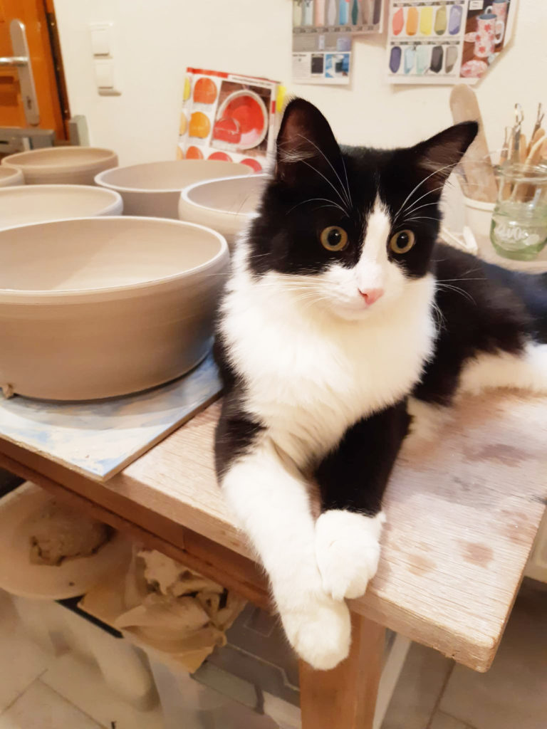 Kater Silvester